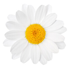 Chamomile or camomile flower isolated on white background.  Beautiful white Daisy (Marguerite)  flower closeup..