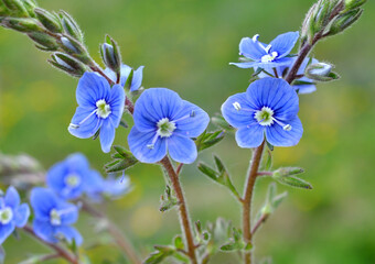 Veronica chamaedrys blooms in nature