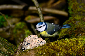 Eurasian blue tit // Blaumeise (Cyanistes caeruleus)