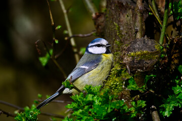 Eurasian blue tit // Blaumeise (Cyanistes caeruleus)