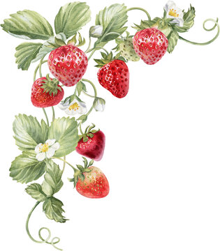 Strawberry Illustration isolated on transparent background. Watercolor strawberries, red berries, flowers and leaves.
