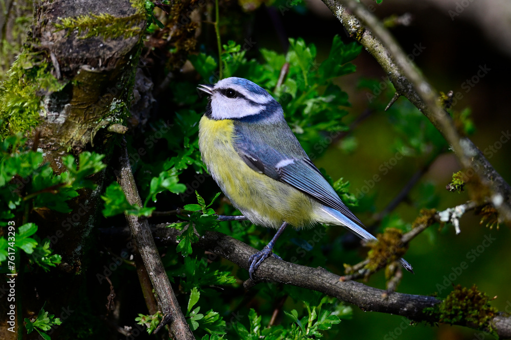 Canvas Prints Eurasian blue tit // Blaumeise (Cyanistes caeruleus)