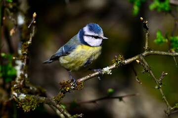 Blaumeise // Eurasian blue tit (Cyanistes caeruleus)