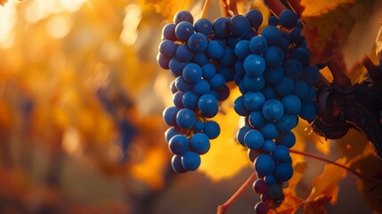 Cluster of ripe grapes hanging from the vine, ready for harvest in a vineyard. - obrazy, fototapety, plakaty