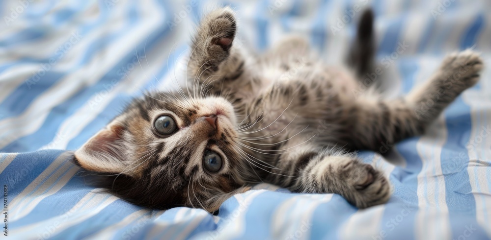 Poster a playful kitten lying on its back, eyes wide open and looking up at the camera with curiosity, on t