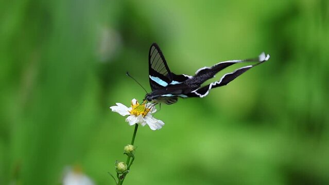 Slow motion of wonderful green dragontail swallowtail butterfly (Lamproptera meges) lying and feeding on flower pollen. video 3/3