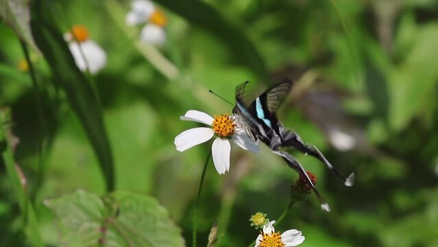 Slow motion of wonderful green dragontail swallowtail butterfly (Lamproptera meges) lying and feeding on flower pollen. video 2/3