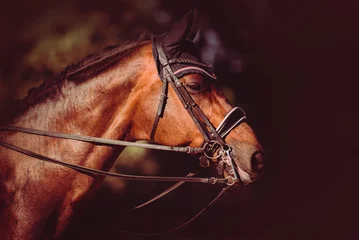 Fotobehang Portrait of a bay horse with a bridle on its muzzle, capturing the spirit of equestrian sports and the joy of horse riding. ©  Valeri Vatel