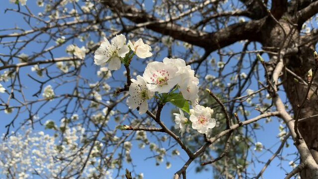Beautiful branches of white cherry twig flower blossoms in the tree under the blue sky, Close-up of Japanese Sakura flowers petals on a tree branch in a spring.