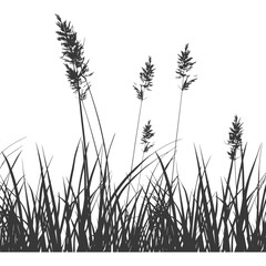 Silhouette Grass natural plant as background black color only
