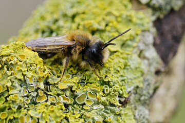 Colorful closeup on a male Large Sallow mining bee , Andrena apicata sitting on a lichen covered tree trunk