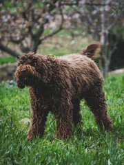 Spanish water dog barking in the countryside