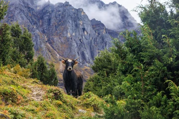 Cercles muraux Kangchenjunga Cow is blocking the trail on the Kanchenjunga base camp trek close to camp Ramze from Tseram to the viewpoint on the southern Kanchenjunga base camp in the Himalaya mountains, Nepal