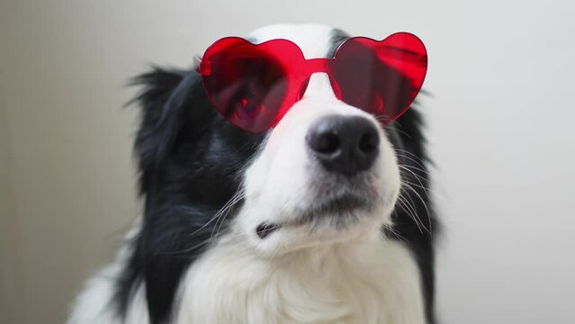 St. Valentine's Day February 14 concept. Funny puppy dog border collie in red heart shaped glasses isolated on white background. Lovely dog in love celebrating valentines day. Love lovesick romance