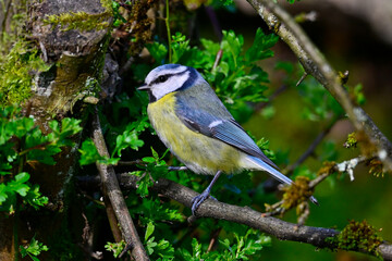 Blaumeise // Eurasian blue tit (Cyanistes caeruleus)