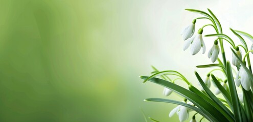 green background with snowdrops and leaves, banner design Generative AI