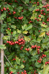 red berries on a branch