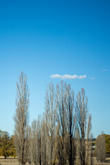 trees in the forest in winter