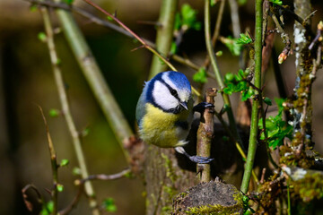 Blaumeise // Eurasian blue tit (Cyanistes caeruleus)