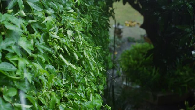 Asian tropical rainstorm, with raindrops pelting leaves of climbing plants. Verdant foliage is drenched, vividly portraying wet conditions typical of such climates. Concept: precipitation, cloudy