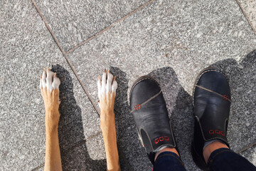 Dog paws and human legs. View from above. Long paws of mongrel and female feet in black moccasins on sidewalk background. Owner and pet. Relationships between man and animal. Dog companion.