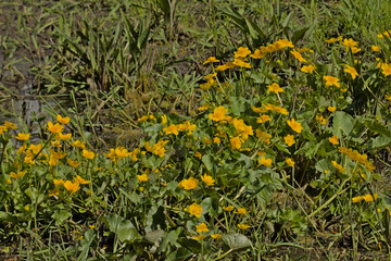 bright yellow marsh marigold flowers in the swamp - Caltha palustris