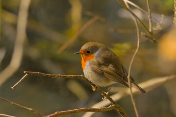 european redbreast robin sitting on a bare winter twig, selective focus with soft bokeh background - Erithacus rubecula