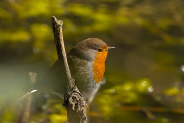 european redbreast robin sitting on a bare winter twig, selective focus with soft bokeh background - Erithacus rubecula