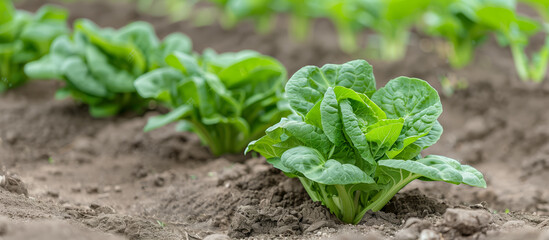 Young lettuce plants emerging from the rich, brown soil in a garden. Background highlights more plants, conveying a sense of a well-tended and thriving garden.