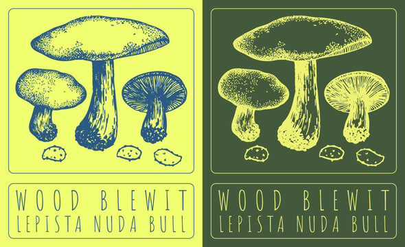 Vector drawing WOOD BLEWIT. Hand drawn illustration. The Latin name is LEPISTA NUDA BULL