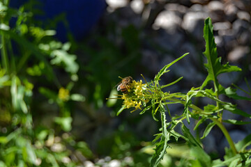 Bee gathering pollen from yellow flower