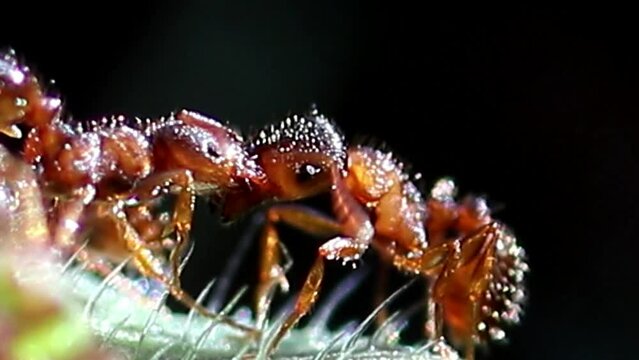 Deux fourmis travaillent en gros plan, sc&egrave;ne de nature