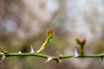 new shoots, spring is coming © Anja