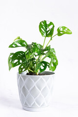 Decorative monstera flower in grey pot on white marble background close up. Home gardening concept.
