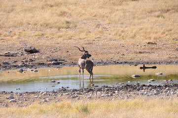 Ein prächtiger Kudu im Etosha Nationalpark. A huge Kudu in Etosha Nationalpark