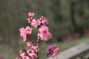 blossoming peach twigs - spring