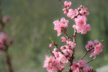 blossoming peach twigs - spring