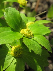 Zbliżenie na żółto zielone kwiaty z gatunku Sanicula epipactis © Kumulugma