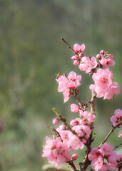 Obraz premium blossoming peach twigs - spring