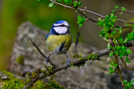 Eurasian blue tit // Blaumeise (Cyanistes caeruleus)