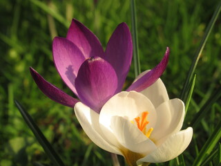 Zbliżenie na dwa kwiaty krokusa, fioletowy i biały