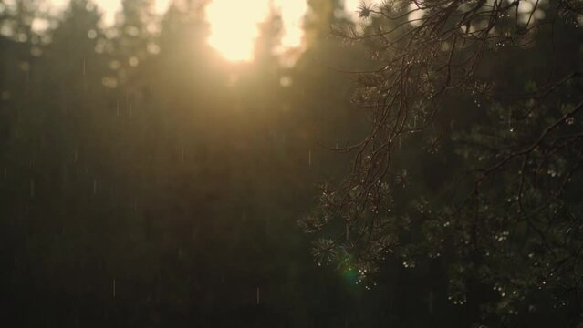 rain in the woods during sunset