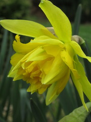 Zbliżenie na kwiat żółtego żonkila 