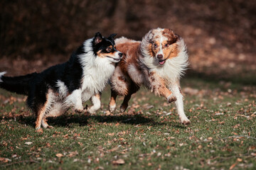 Australian Shepherd Dog