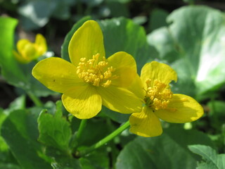 Zbliżenie kwiatu rośliny z gatunku Caltha palustris