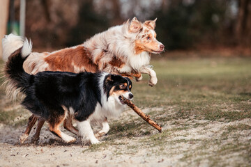 Australian Shepherd