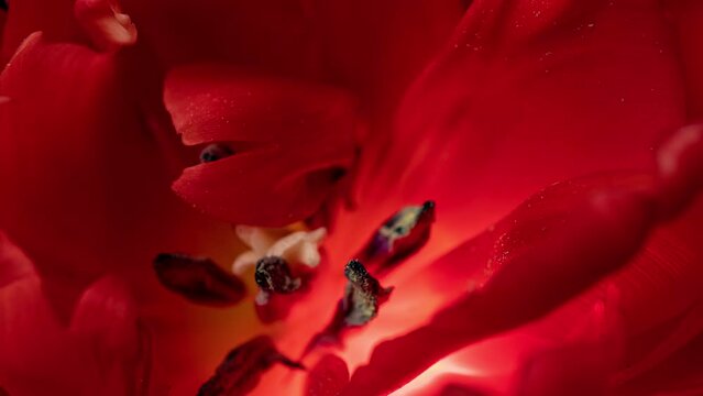 time lapse of opening of a pink peony tulip on a black background, close-up, macro photography, 4k video