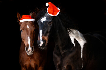 Pferde mit Weihnachtsmütze