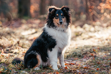 American Collie