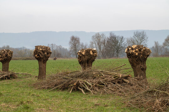 Pruned willow trees